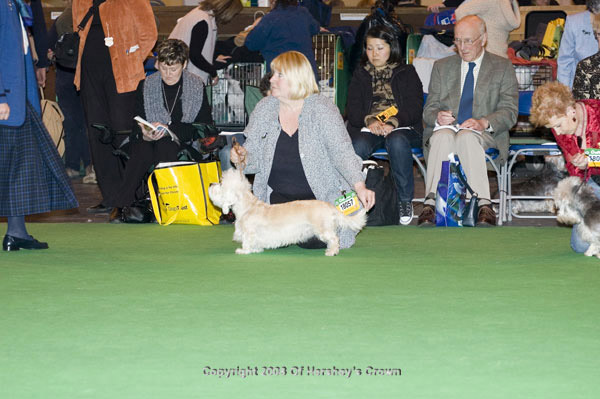 Crufts-2008149