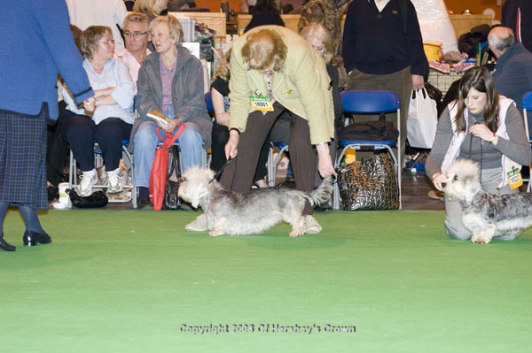 Crufts-2008151