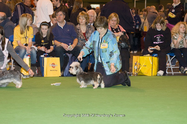 Crufts-2008153