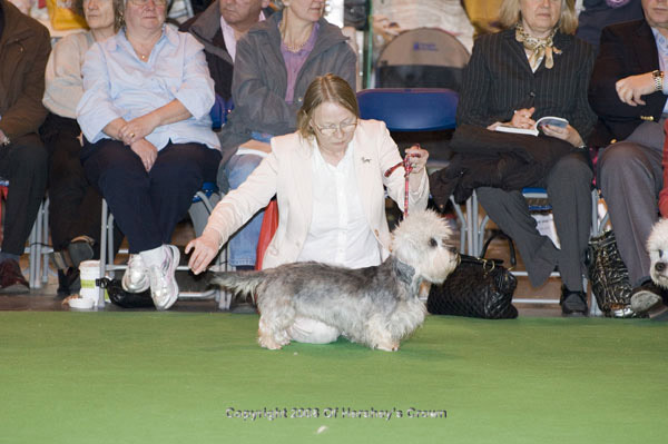 Crufts-2008156