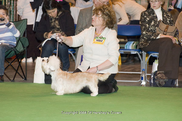 Crufts-2008159