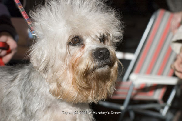 Crufts-200816