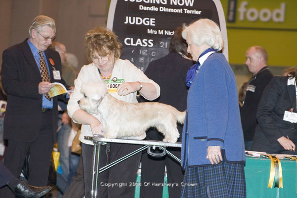 Crufts-2008160