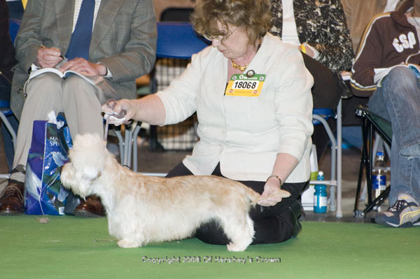 Crufts-2008162