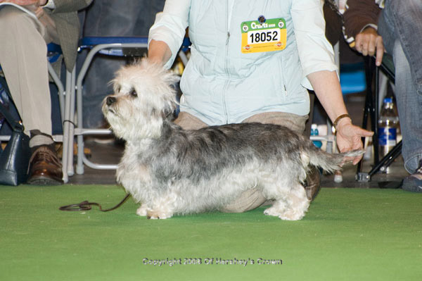 Crufts-2008165
