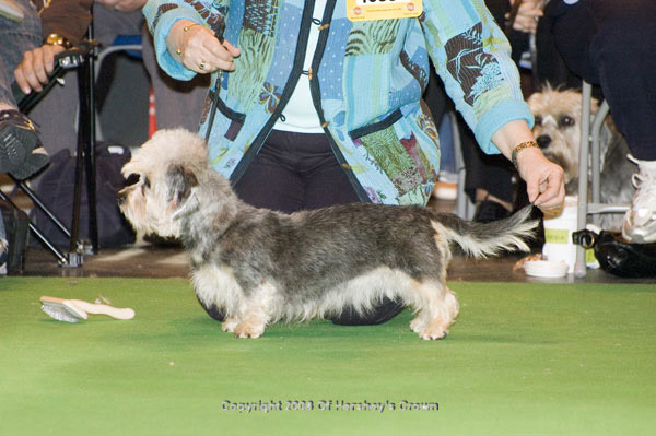 Crufts-2008166