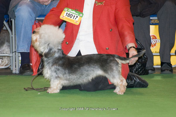 Crufts-2008167