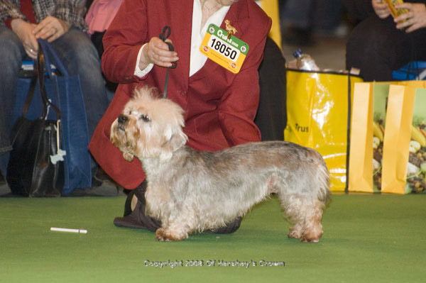 Crufts-2008168