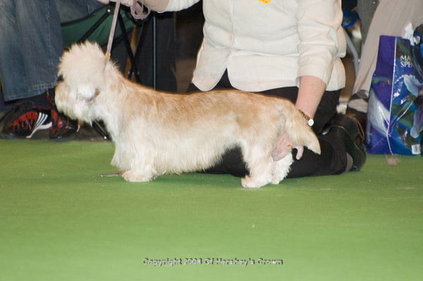Crufts-2008169