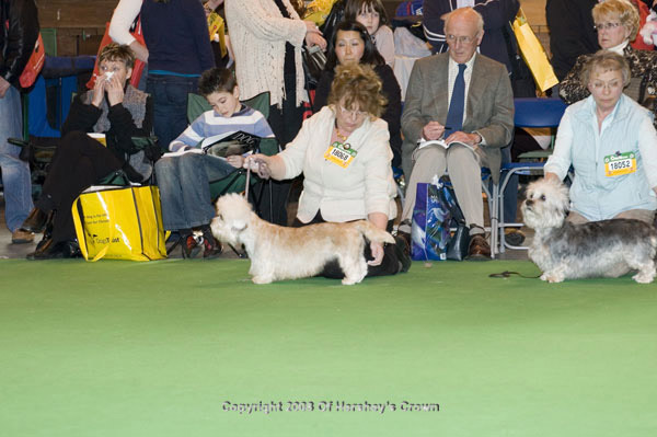 Crufts-2008170