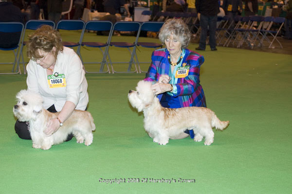 Crufts-2008171