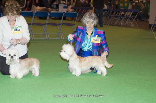 Crufts-2008172