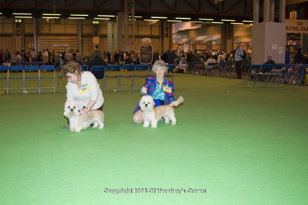 Crufts-2008177