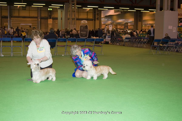 Crufts-2008178