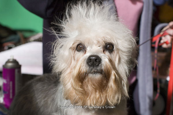 Crufts-200818