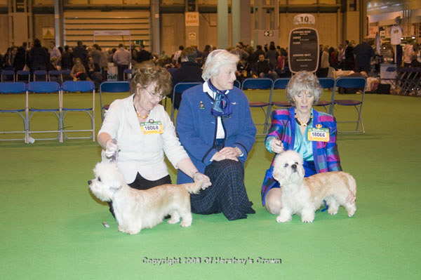 Crufts-2008181