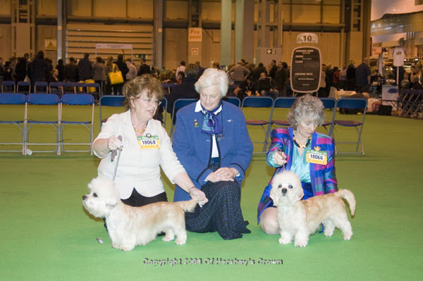 Crufts-2008183