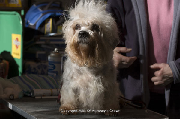 Crufts-200819
