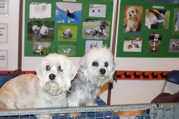Crufts-2008196