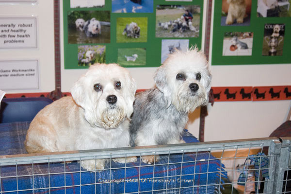 Crufts-2008197