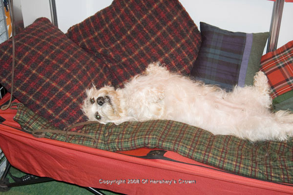 Crufts-2008199