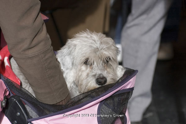 Crufts-200822