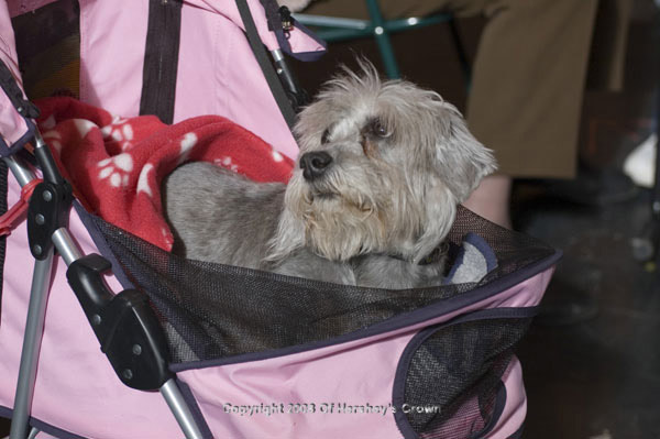 Crufts-200823