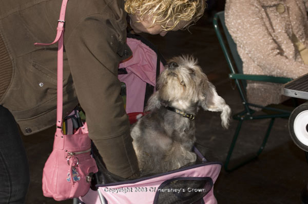 Crufts-200824