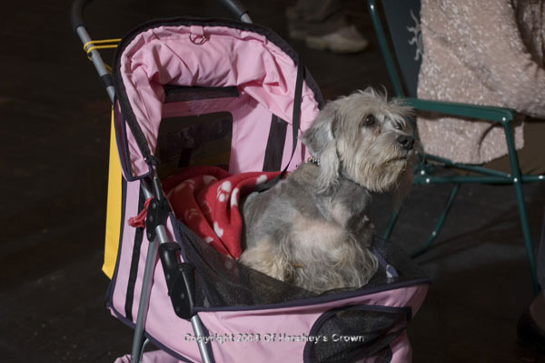 Crufts-200825