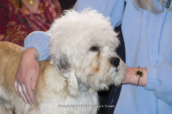 Crufts-200829