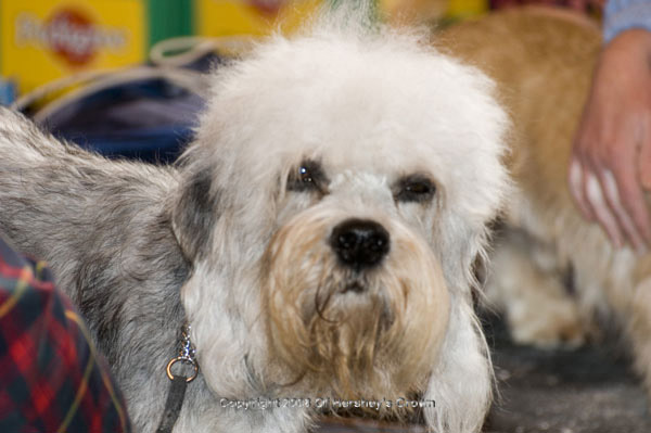 Crufts-200830