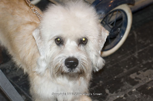 Crufts-200831