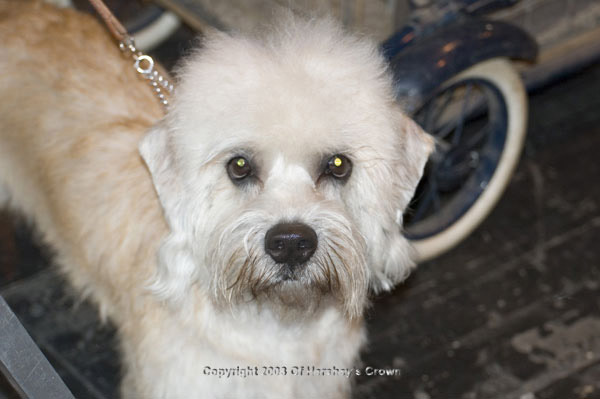 Crufts-200832