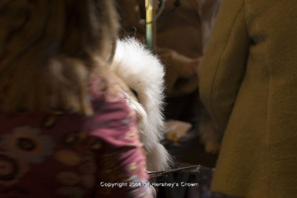 Crufts-200833