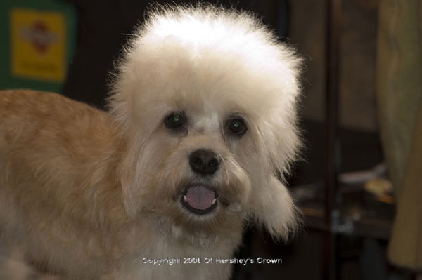 Crufts-200835