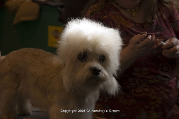 Crufts-200836