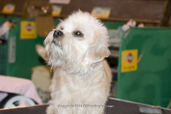Crufts-200837