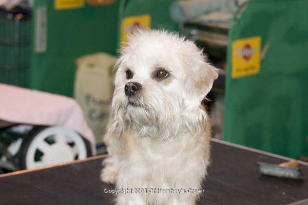 Crufts-200838