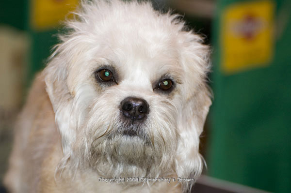 Crufts-200839