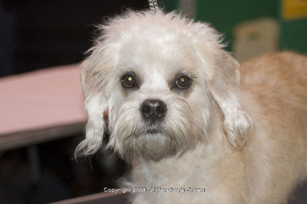 Crufts-200840