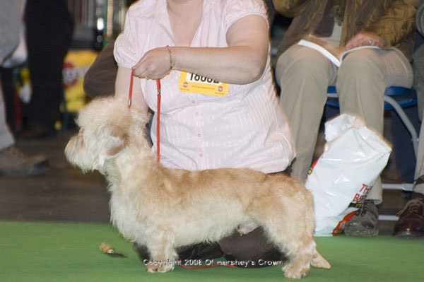 Crufts-200844