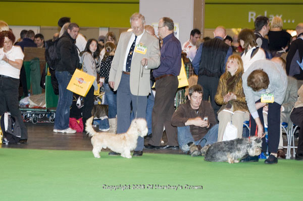 Crufts-200845