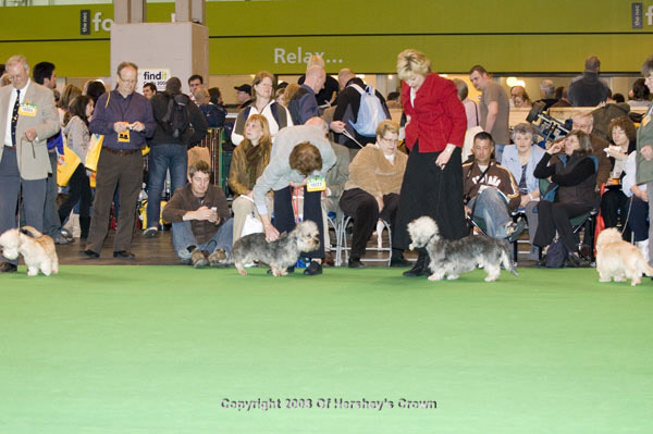 Crufts-200846