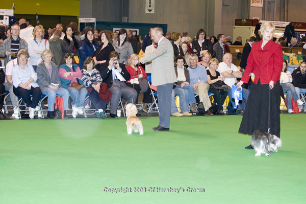 Crufts-200847