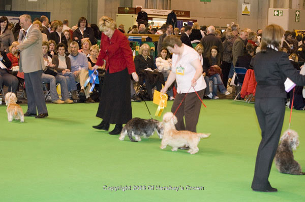 Crufts-200848