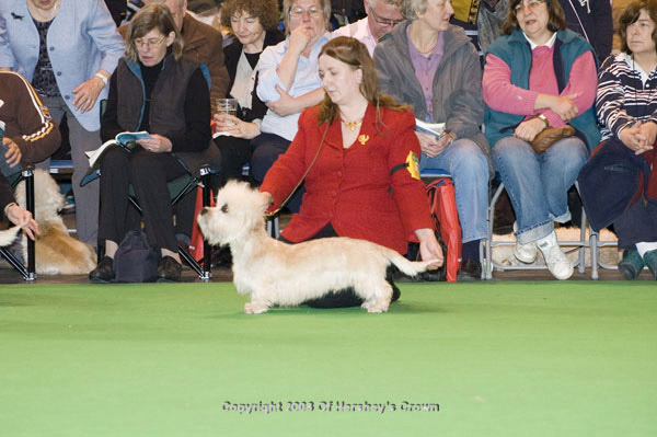 Crufts-200851