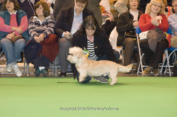Crufts-200852