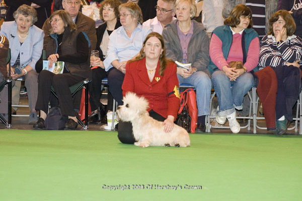 Crufts-200854