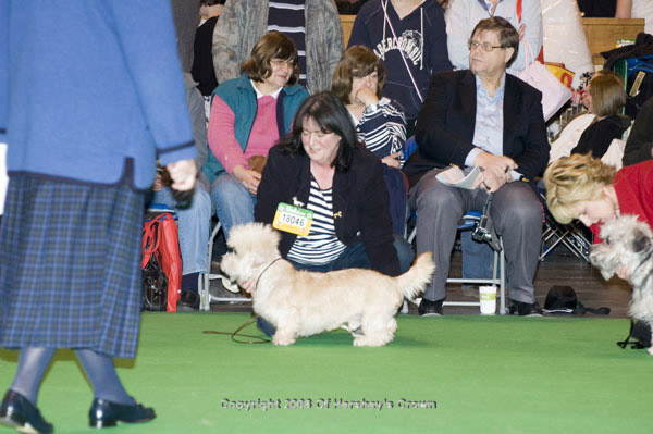 Crufts-200855
