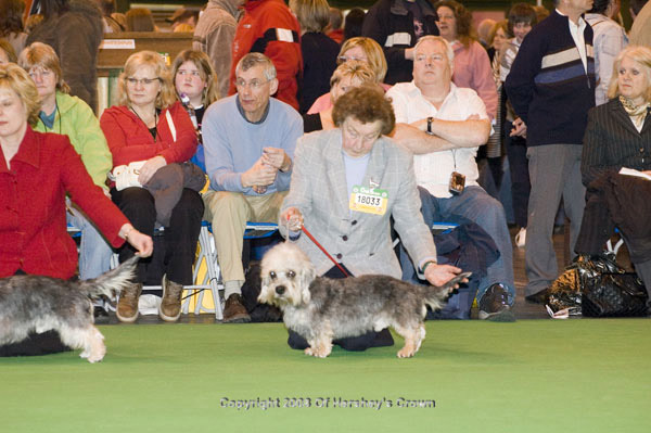 Crufts-200857